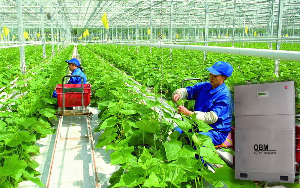 Ozone giúp đất trồng hồi sinh