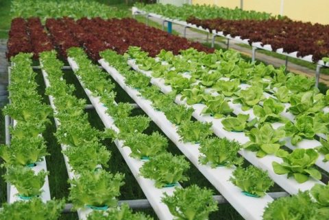 Ozone trong nông nghiệp