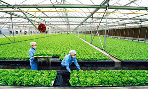 Ozone trong nông nghiệp